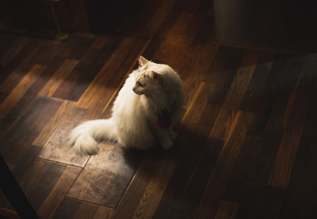 white long fur cat on brown wooden floor