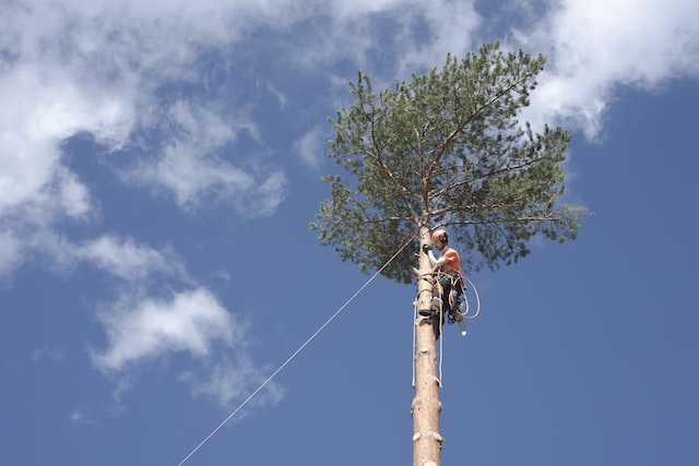 an arborist working in a tree