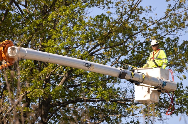 arborist-pruning-worker-trees