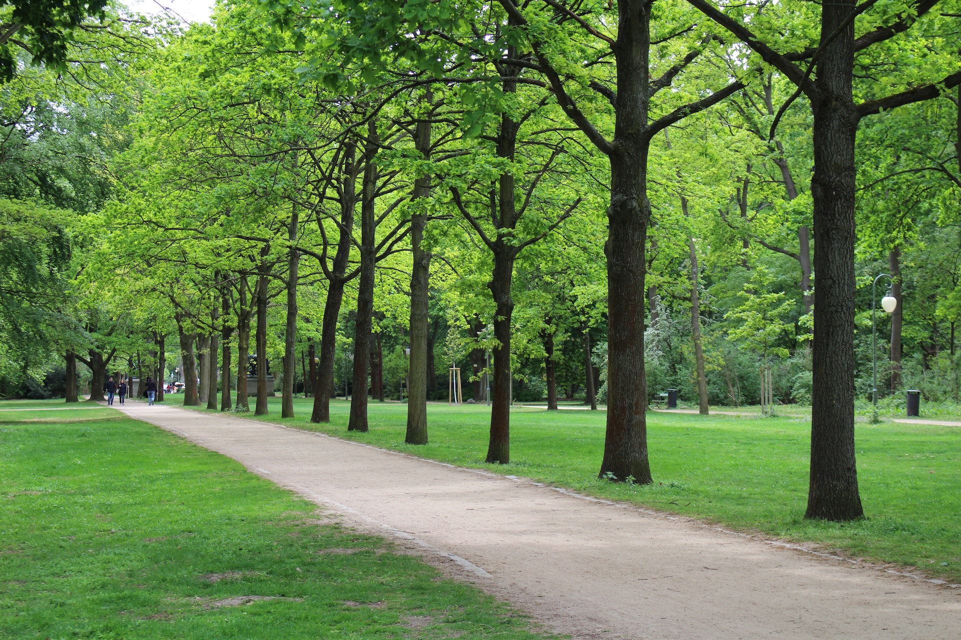 well-groomed trees in the park