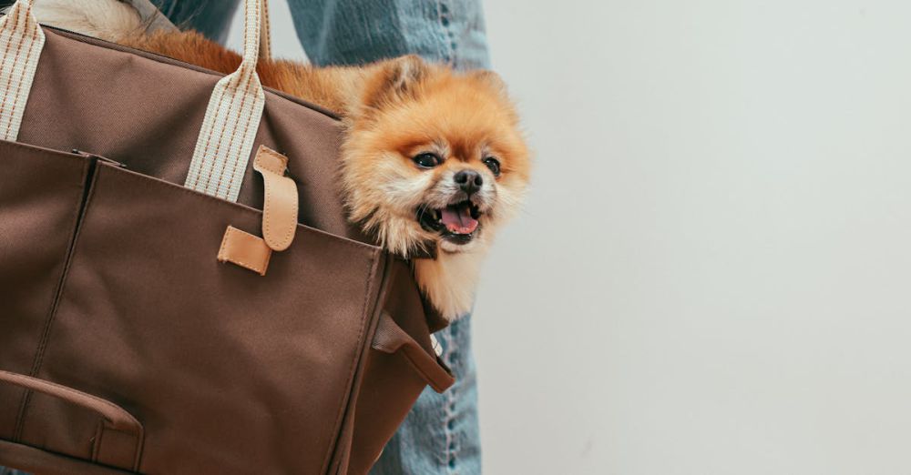 Pet Carrier - A cute Pomeranian peeks out of a shoulder bag while a person walks indoors.