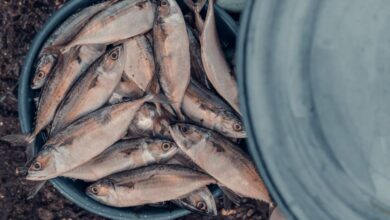 Aquarium Supplies - A bucket full of freshly caught fish ready for sale at the market.