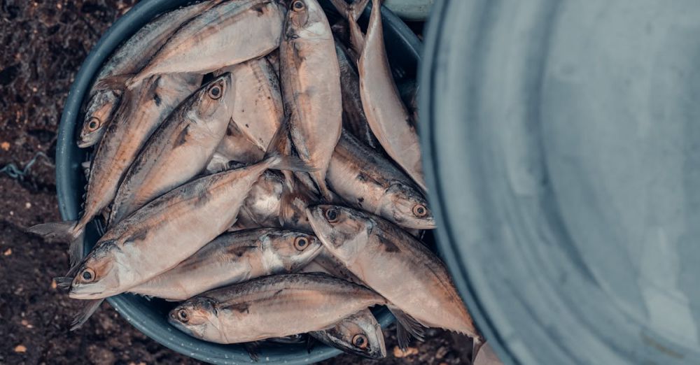 Aquarium Supplies - A bucket full of freshly caught fish ready for sale at the market.