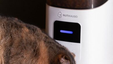 Pet Feeder - A domestic cat eating from an automatic pet feeder indoors. Perfect for pet lifestyle concepts.