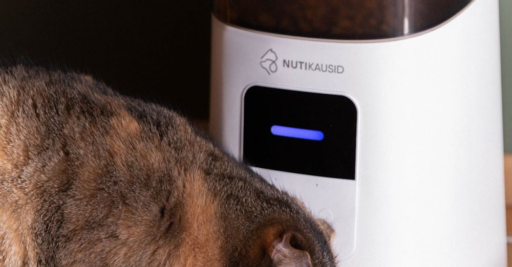 Pet Feeder - A domestic cat eating from an automatic pet feeder indoors. Perfect for pet lifestyle concepts.