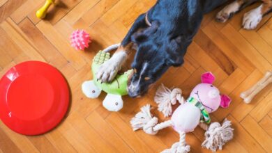 Chew Toys - A black dog playing with various colorful toys on a wooden floor indoors.