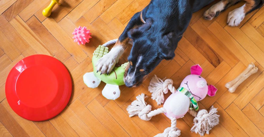 Chew Toys - A black dog playing with various colorful toys on a wooden floor indoors.