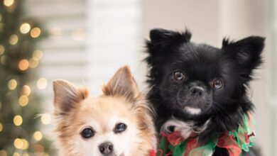 Dog Clothing - Two cute dogs in festive attire posing by a Christmas tree indoors.