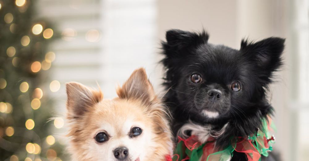 Dog Clothing - Two cute dogs in festive attire posing by a Christmas tree indoors.