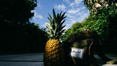 Exotic Supplies - Pineapple with a camouflage backpack on a sunlit path surrounded by lush greenery.