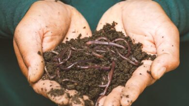 Composting Kits - Close-up of hands holding earthworms in fertile soil, symbolizing natural composting.