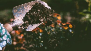 Gardening Tools - Close-up of a gardening shovel with soil, surrounded by vibrant blooms in an outdoor garden setting.