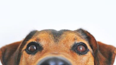 Pets - Adorable close-up of a brown dog's face with a curious expression and focus on its eyes and nose.