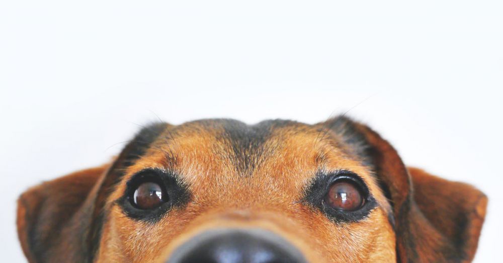 Pets - Adorable close-up of a brown dog's face with a curious expression and focus on its eyes and nose.