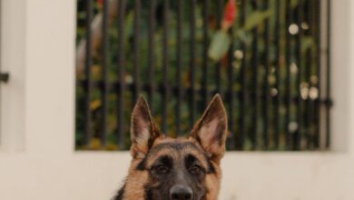 Pet Trackers - A German Shepherd dog laying on a patio with greenery in the background. Perfect for pet lovers.