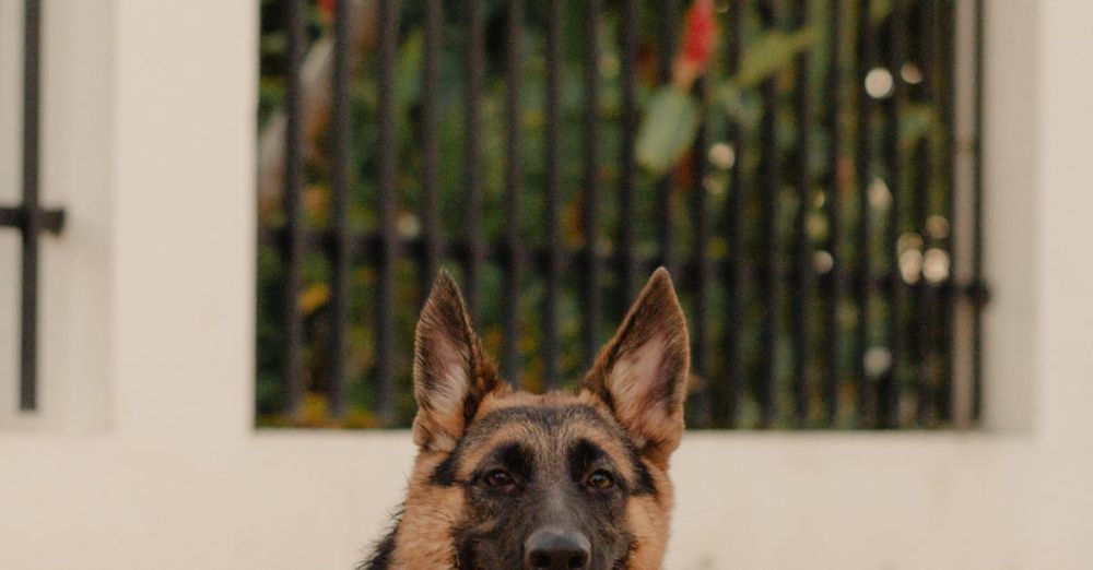 Pet Trackers - A German Shepherd dog laying on a patio with greenery in the background. Perfect for pet lovers.