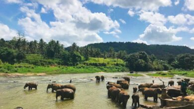 Positioners - brown elephants on body of water under blue cloudy sky during daytime