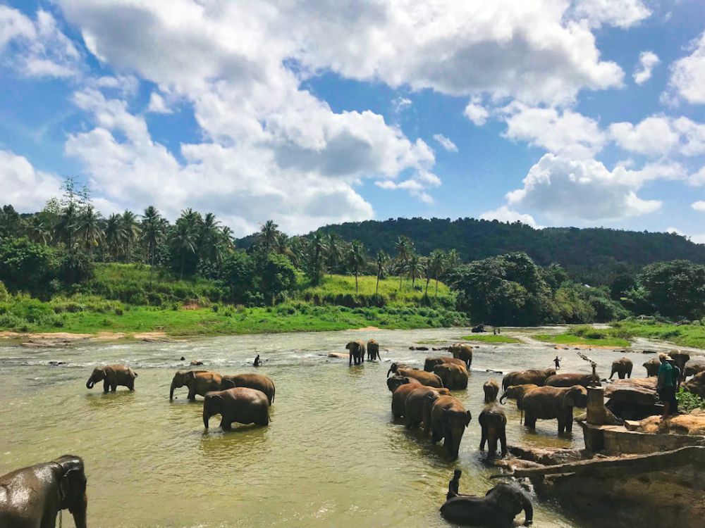 Positioners - brown elephants on body of water under blue cloudy sky during daytime