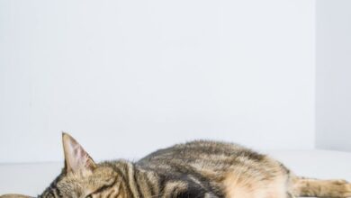 Eye Pillows - A peaceful tabby cat lying down on a white bed indoors, showcasing its relaxed demeanor.