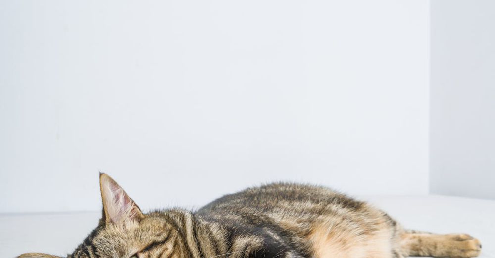 Eye Pillows - A peaceful tabby cat lying down on a white bed indoors, showcasing its relaxed demeanor.