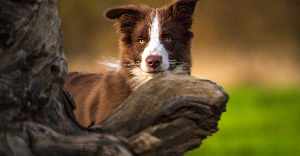 Smart Locks - Close-up of a curious Border Collie peeking from behind a log, perfect for pet lovers.