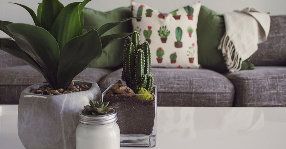 Decor - Modern living room featuring potted plants, cactus decor, and a cozy sofa.