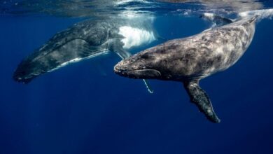 Whales - Two humpback whales swimming gracefully in the clear waters of Tonga.