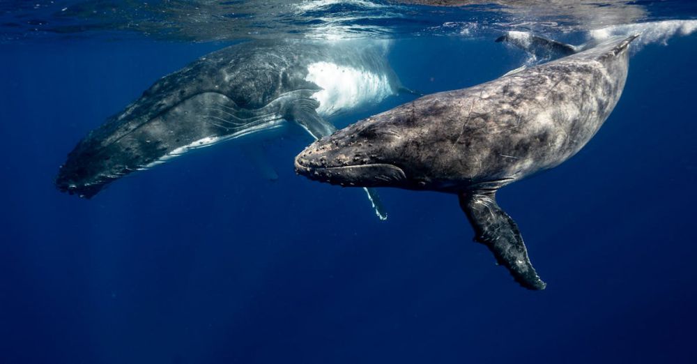 Whales - Two humpback whales swimming gracefully in the clear waters of Tonga.