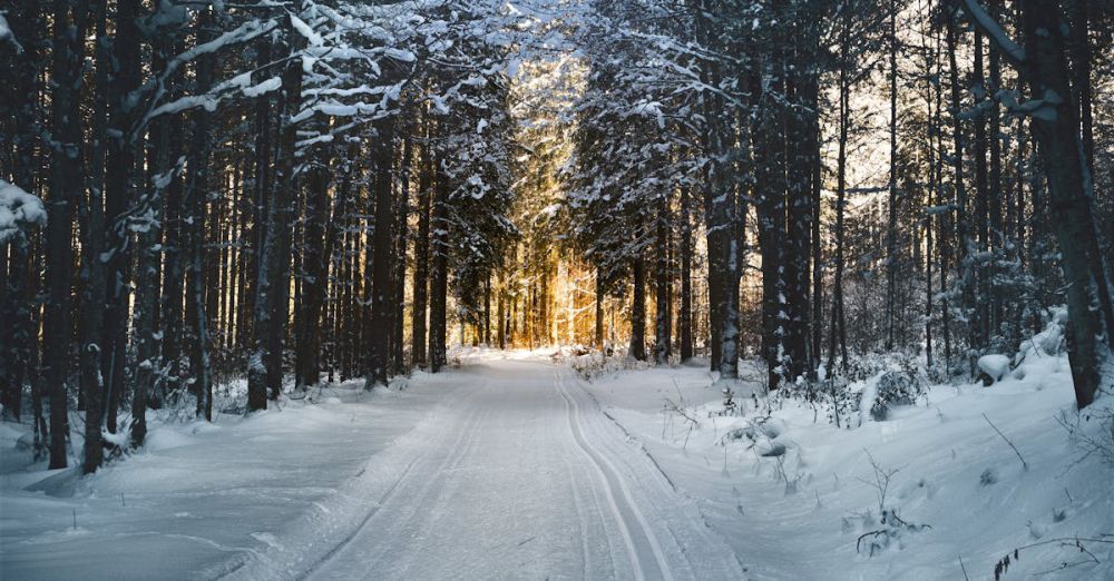 Winter - Stunning snowy path through a winter forest in Ebensee, Austria, with sunlight filtering through trees.