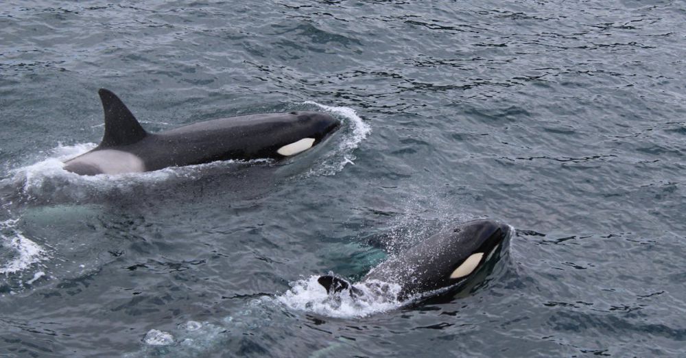 Killer Whales - Two orcas gracefully swimming in the Pacific Ocean, Alaska.