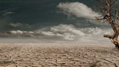 Climate Change - A solitary tree stands against a cracked, arid landscape under a cloudy sky, illustrating drought and desertification.