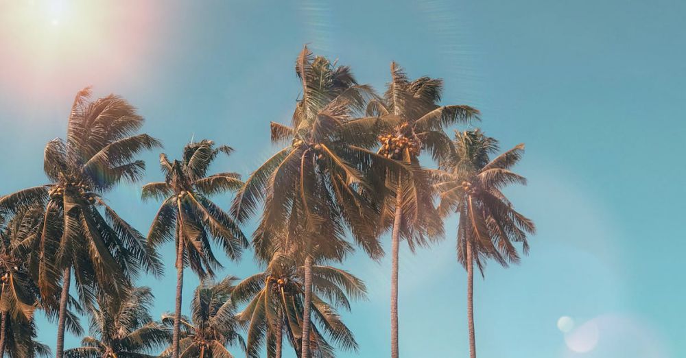 Summer - Idyllic palm trees with sun flare against a clear blue sky, evoking a tropical summer vibe.