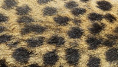 Spots - Detailed close-up of leopard fur showing distinct spotted pattern and textured surface.