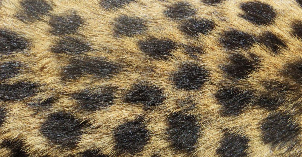 Spots - Detailed close-up of leopard fur showing distinct spotted pattern and textured surface.