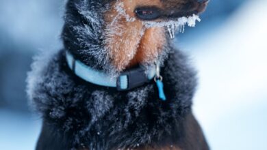 Snow Conditions - Close-up of a black and brown dog with frost on its fur in Leysin, Switzerland.