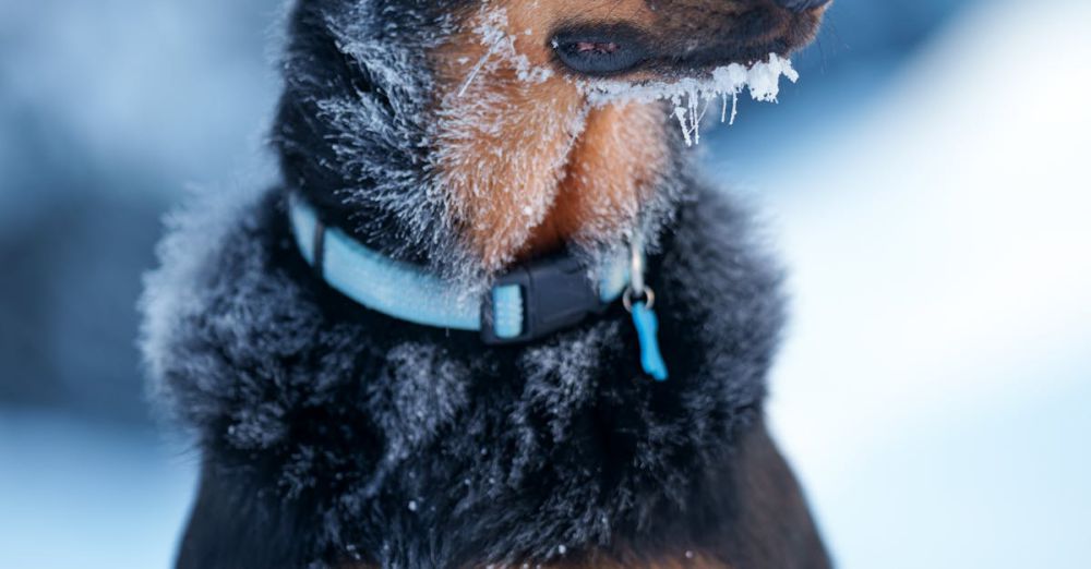 Snow Conditions - Close-up of a black and brown dog with frost on its fur in Leysin, Switzerland.