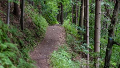 Hiking Trail - Peaceful forest path surrounded by lush greenery, perfect for hiking and nature exploration.