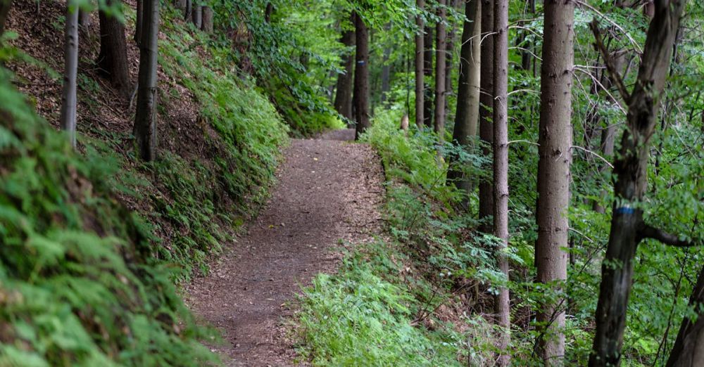 Hiking Trail - Peaceful forest path surrounded by lush greenery, perfect for hiking and nature exploration.