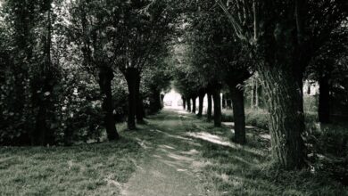 Multi-Day Trails - A peaceful walkway under a canopy of trees in a natural park setting.