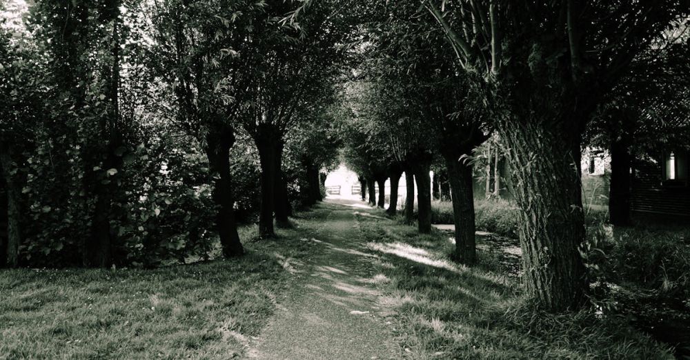 Multi-Day Trails - A peaceful walkway under a canopy of trees in a natural park setting.