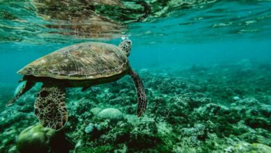 Wildlife - Explore the beauty of a sea turtle gliding through a colorful underwater coral reef.