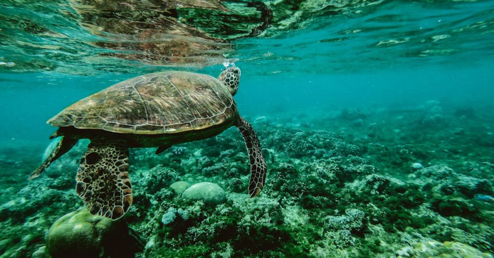 Wildlife - Explore the beauty of a sea turtle gliding through a colorful underwater coral reef.