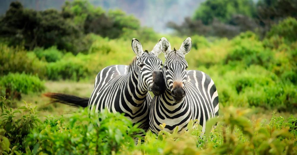 Conservation - Two zebras in vibrant greenery showcasing African wildlife in their natural habitat.