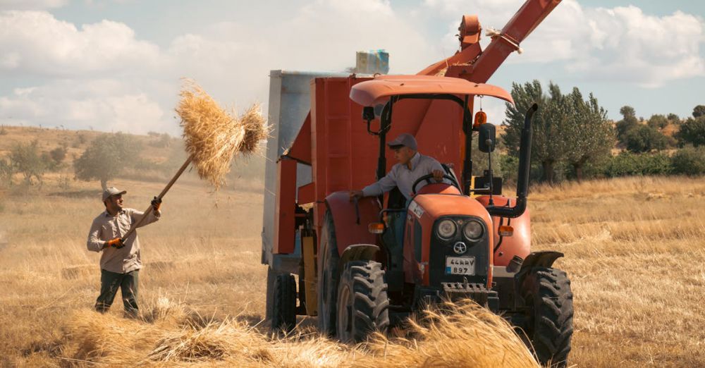 Farmers Festivals - Two men using a tractor for wheat harvest in the fields of Arapgir, Türkiye.