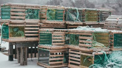 Ice Fishing Communities - Wooden fishing traps piled on a snowy dock during winter, surrounded by a snowy landscape.