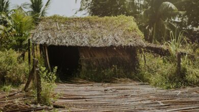 Shelter - A rustic bamboo hut surrounded by lush vegetation and palm trees in a tropical jungle setting.