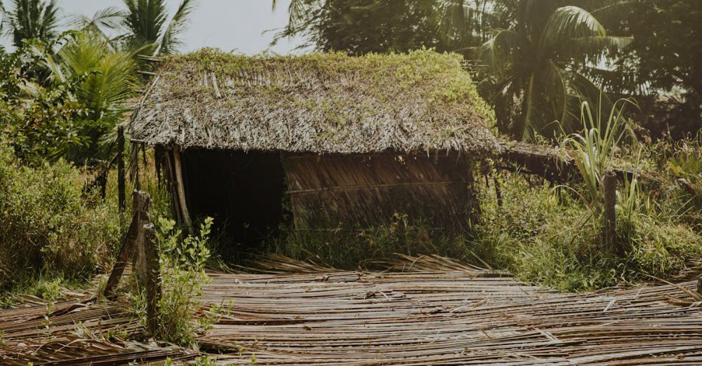 Shelter - A rustic bamboo hut surrounded by lush vegetation and palm trees in a tropical jungle setting.