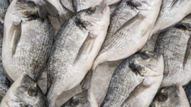 Ice Fishing Festivals - Close-up of fresh sea bream fish stacked on ice at a seafood market, highlighting freshness and quality.