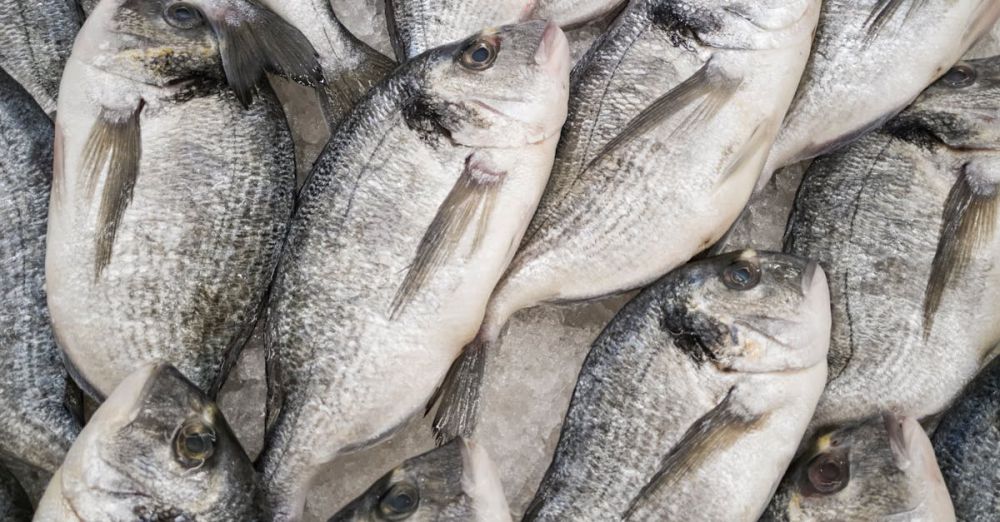 Ice Fishing Festivals - Close-up of fresh sea bream fish stacked on ice at a seafood market, highlighting freshness and quality.