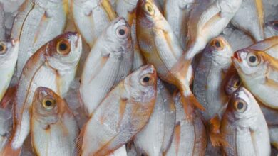 Beginner Ice Fishing - A vibrant display of fresh fish on ice at a seafood market, highlighting marine bounty.